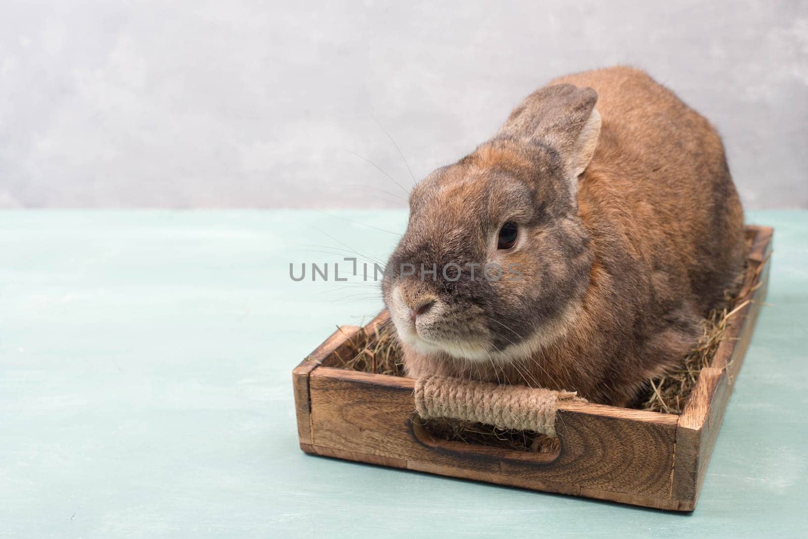 Easter Rabbit sitting in a basket with hay and colored eggs, empty copy spcae for text