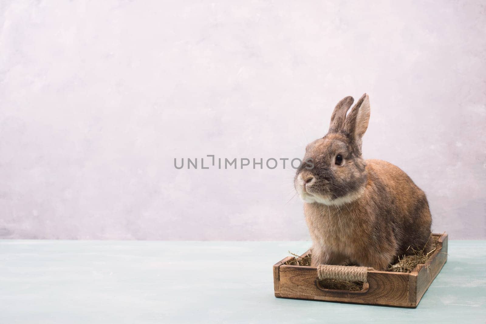 Easter Rabbit sitting in a basket with hay and colored eggs, empty copy spcae for text