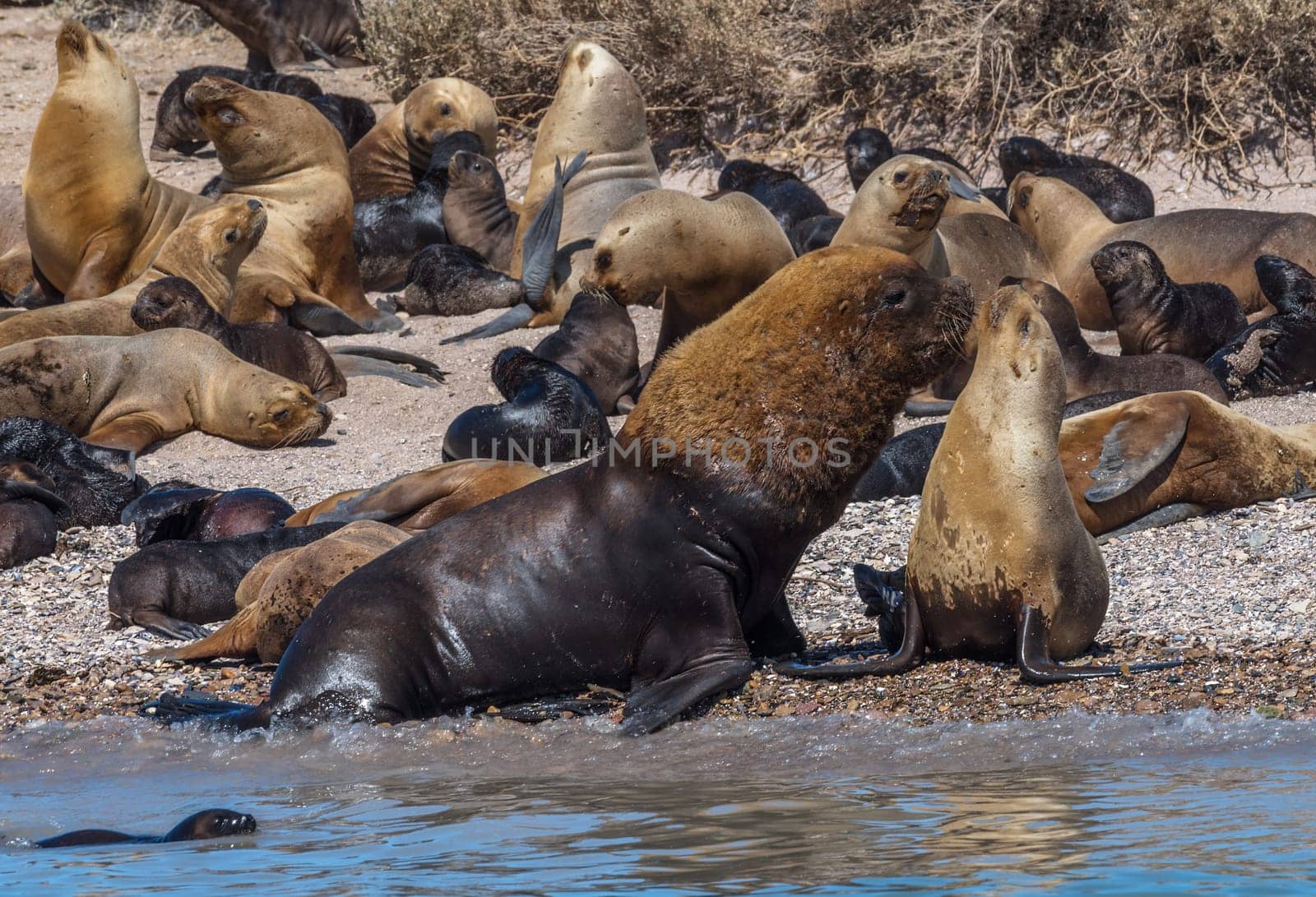 sea lion colony in patagonia austral marine reserve, argentina
