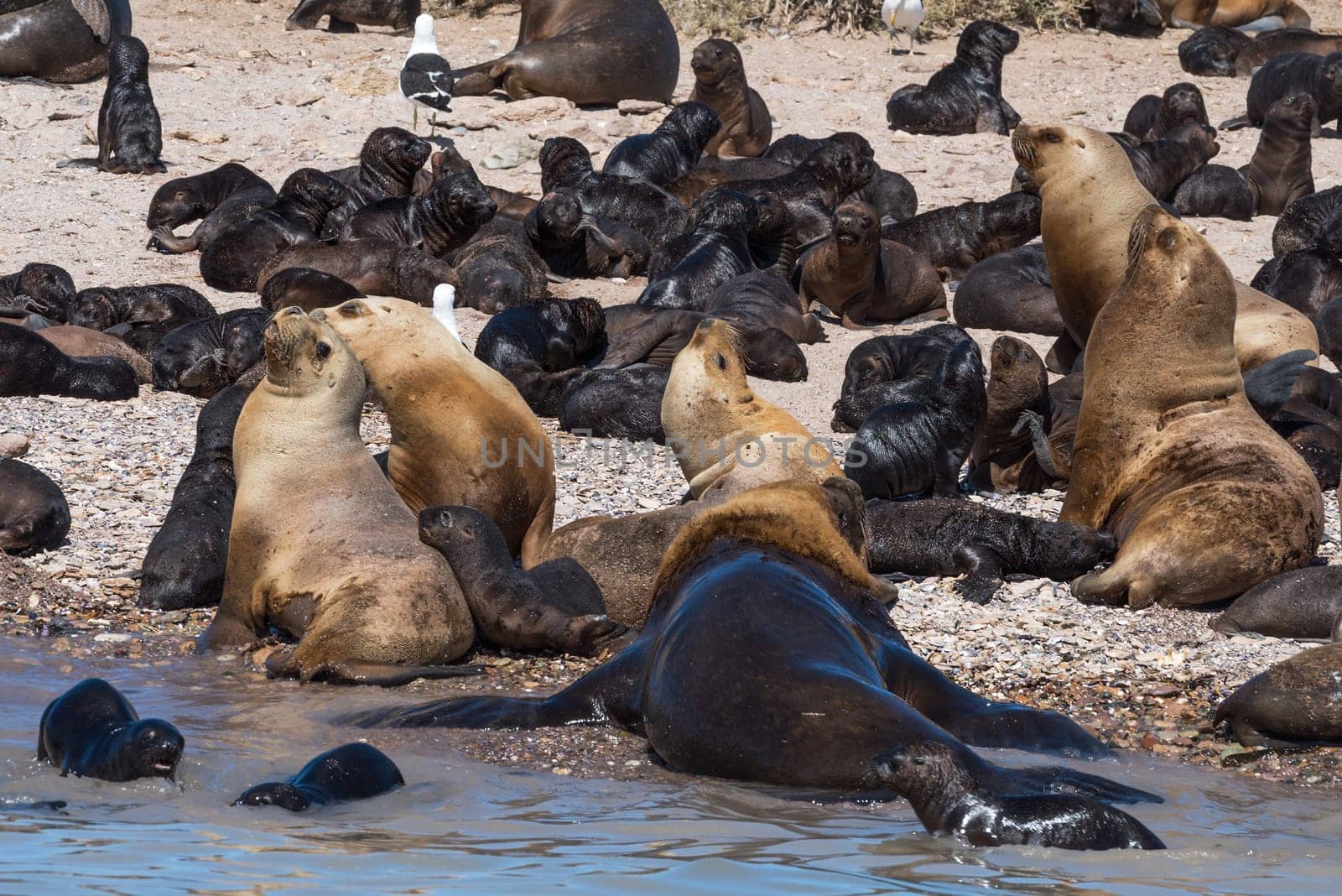 sea lion colony in patagonia austral marine reserve, argentina