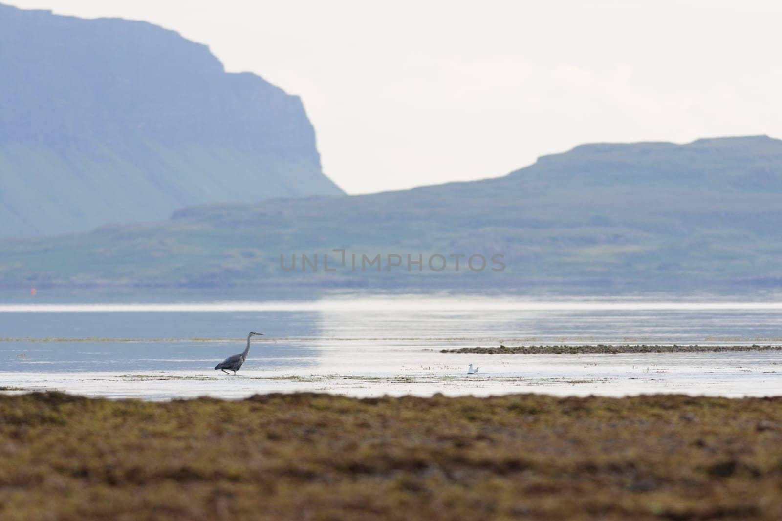 Selective focus telephoto image of a grey heron wading through shallow water at low tide. Isle of mull cliffs in background, blurry seaweed foreground