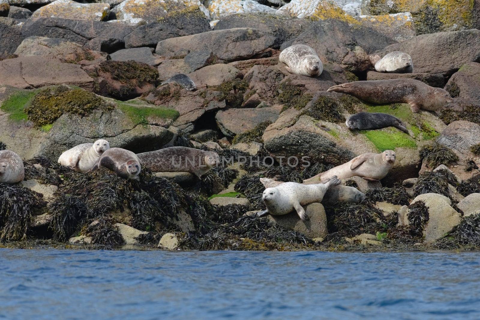 Fat seals group together whilst sunbathing on a rocky island of boulders. Unaltered scottish wildlife near the shores of the isle of raasay in summer