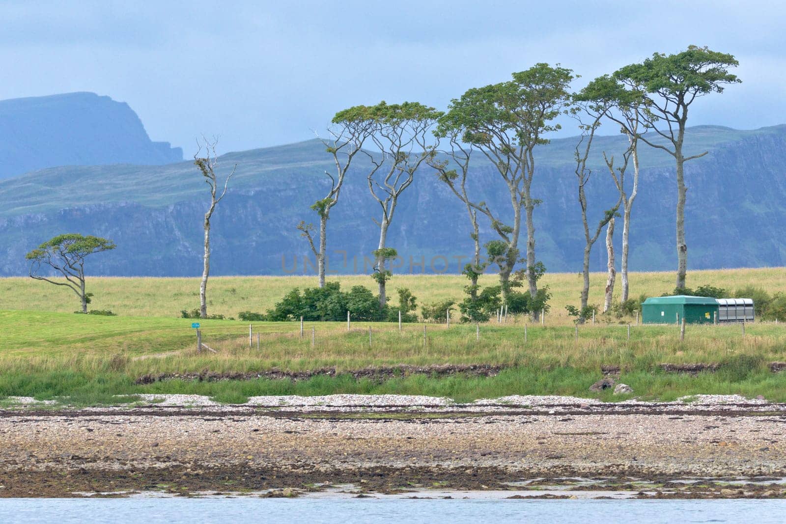 Striking line of unusual trees on the shoreline of a remote scottish island. Calm waters and rocky beach foreground with dramatic cliffs as background