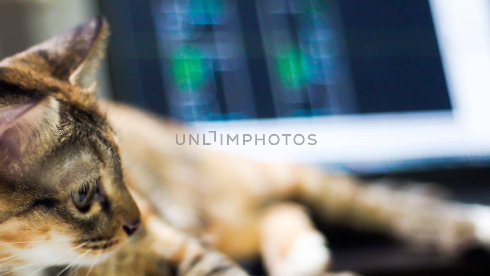 Cute cat dozing on man's hand. Furry pet cuddling up to it's owner and getting in the way of his work. Freelance job . Man is at the computer keyboard . work with cat concept