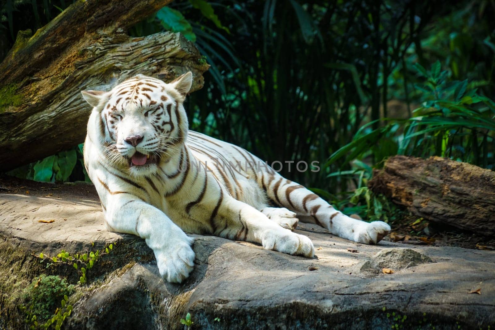 White Tiger Nestled in the jungle. Shooting Location: Singapore