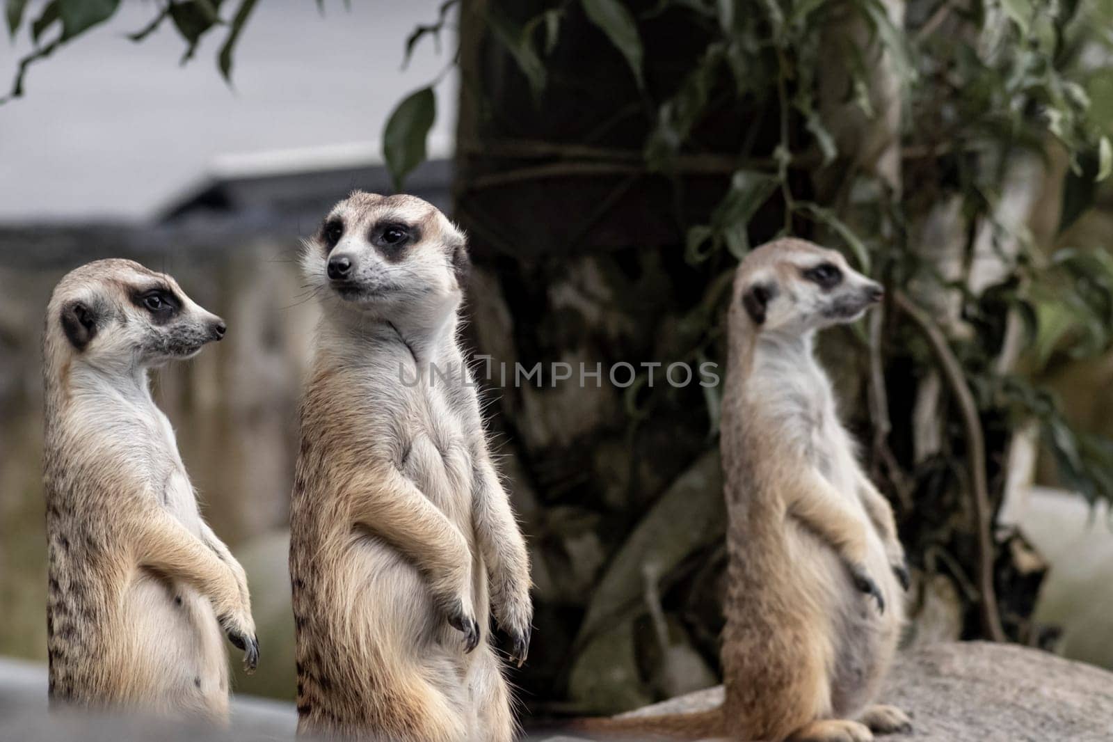 Close up on three Cute meerkats that small animal its standing to alert look in forward on a small timber that put on nature rock ground with blur nature background.