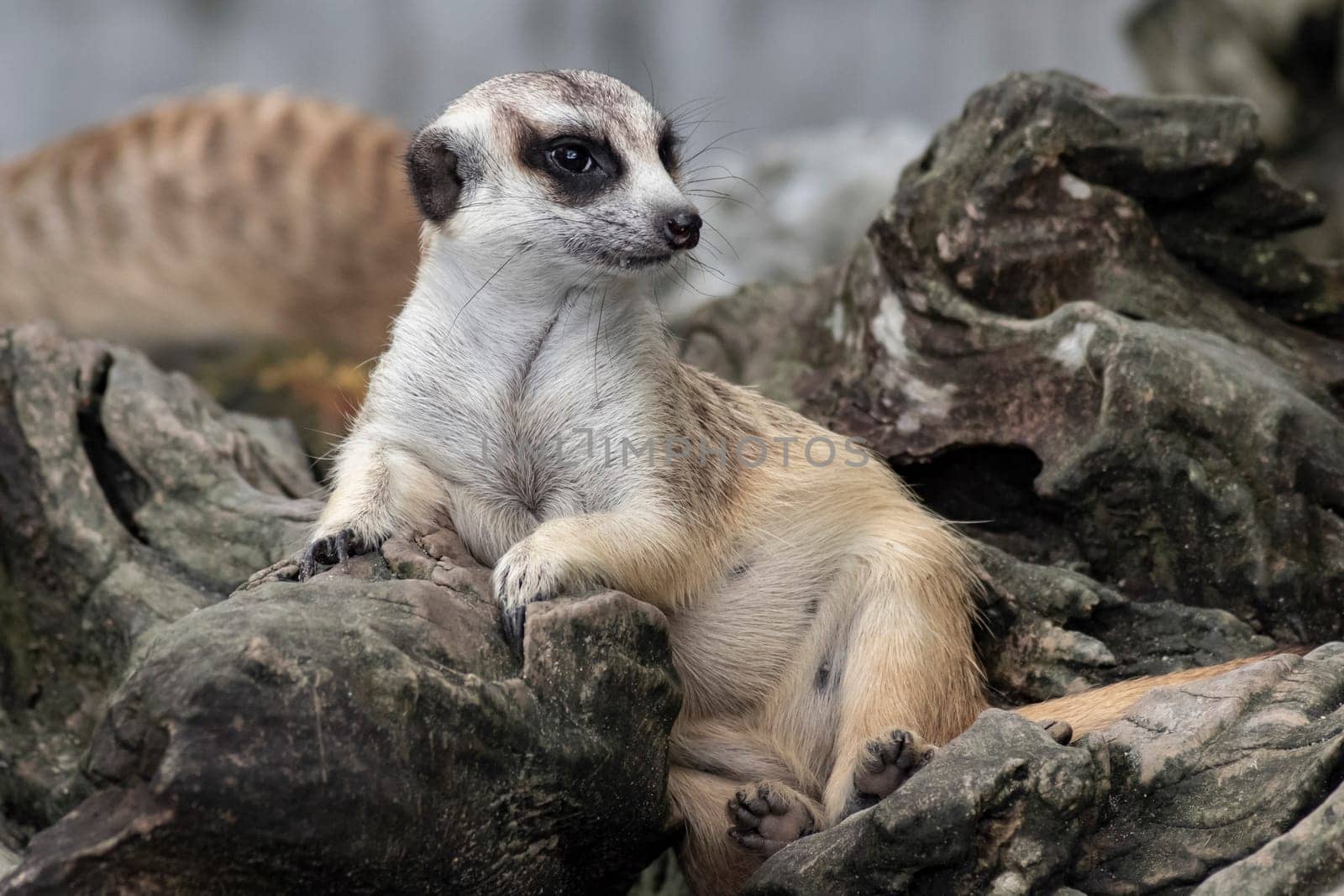 Close up cute relax meerkat (suricatta) that small animal lying or sit on log timber wood over blur nature background.