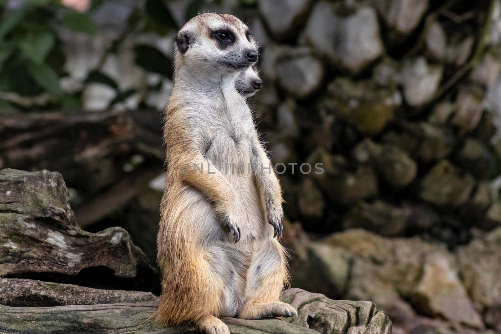 Cute meerkat (suricatta) that small animal its standing to alert look in forward on a small timber that put on log wood timber with blur nature background.