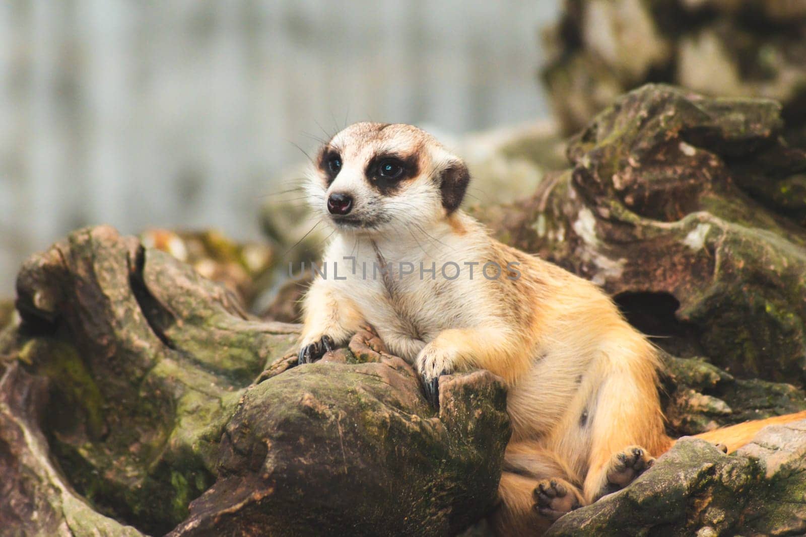 Cute meerkat suricata looking with curiousness on tree. Close-up Animal in nature wildlife.