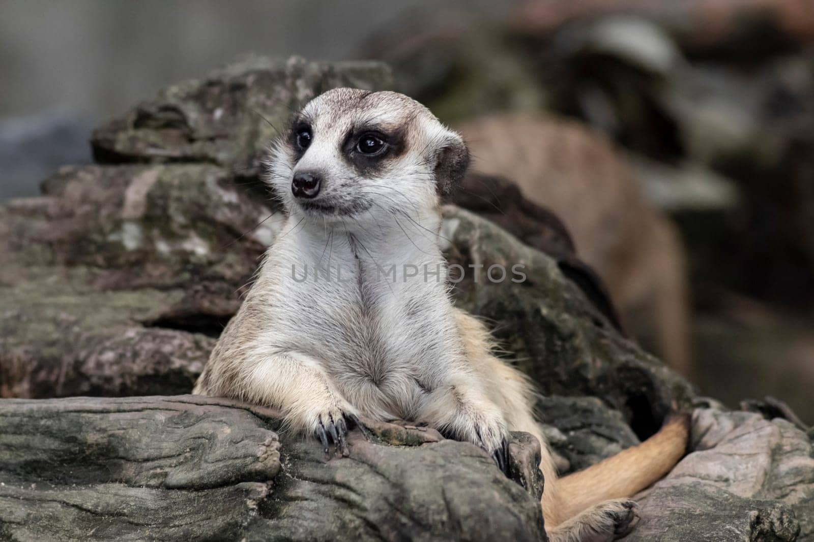 Close up cute relax meerkat (suricatta) that small animal lying or sit on log timber wood over blur nature background.