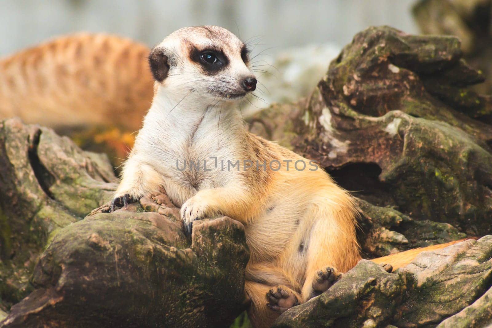 Cute meerkat suricata looking with curiousness on tree. Close-up Animal in nature wildlife.