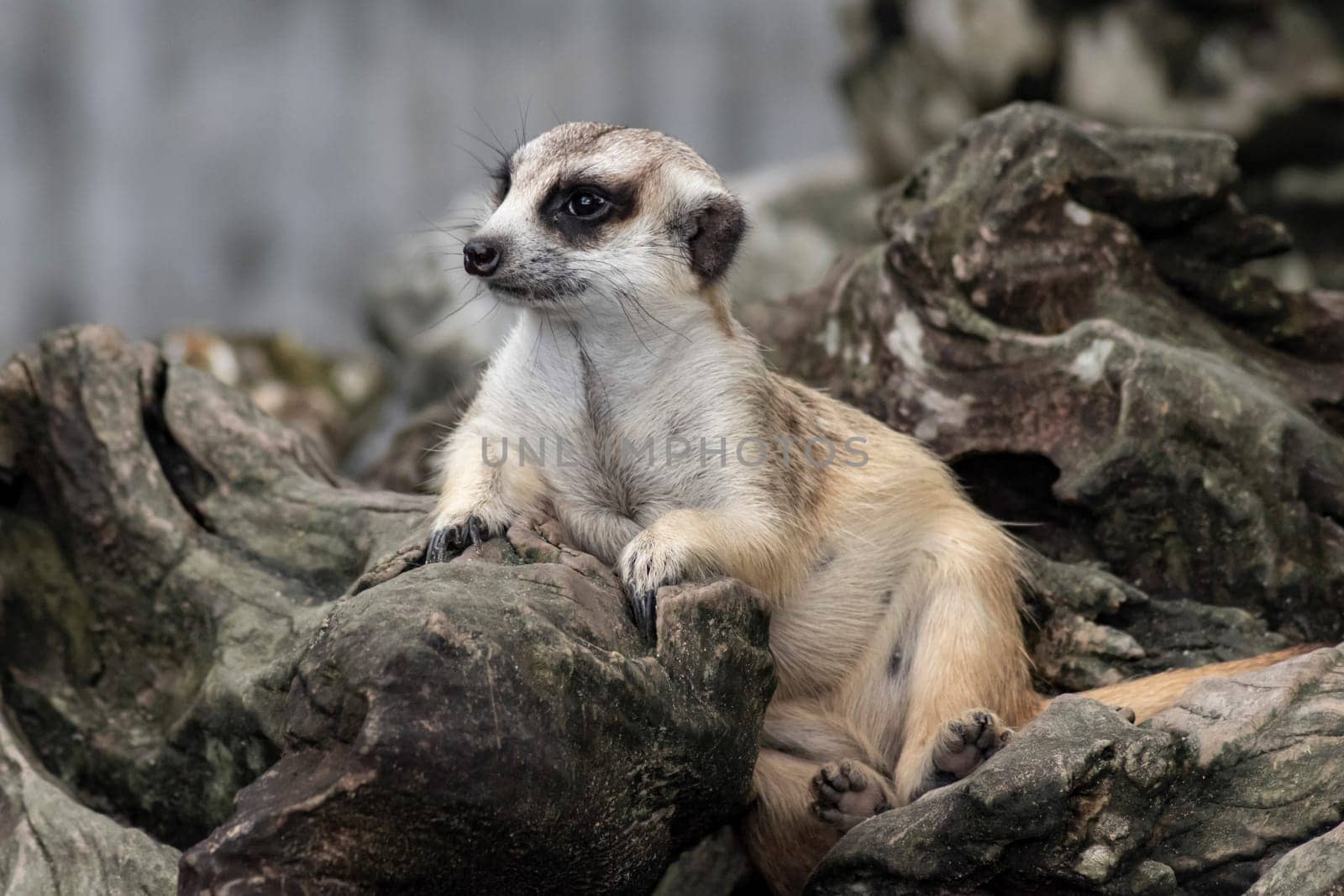 Cute meerkat that small animal its standing to alert look in forward on a small timber that put on brown sand or soil ground with blur nature background.