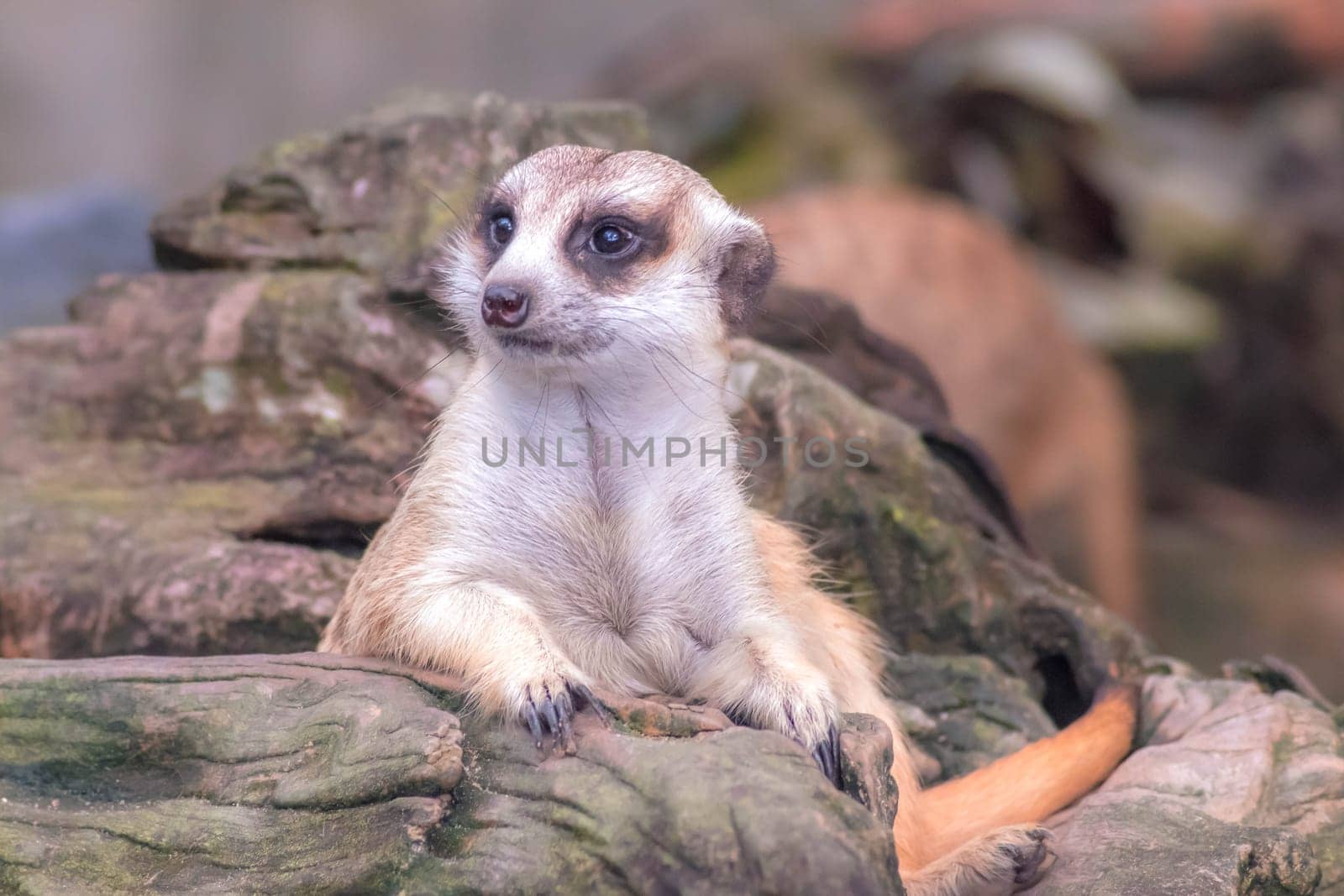 Cute meerkat suricata looking with curiousness on tree. Close-up Animal in nature wildlife.