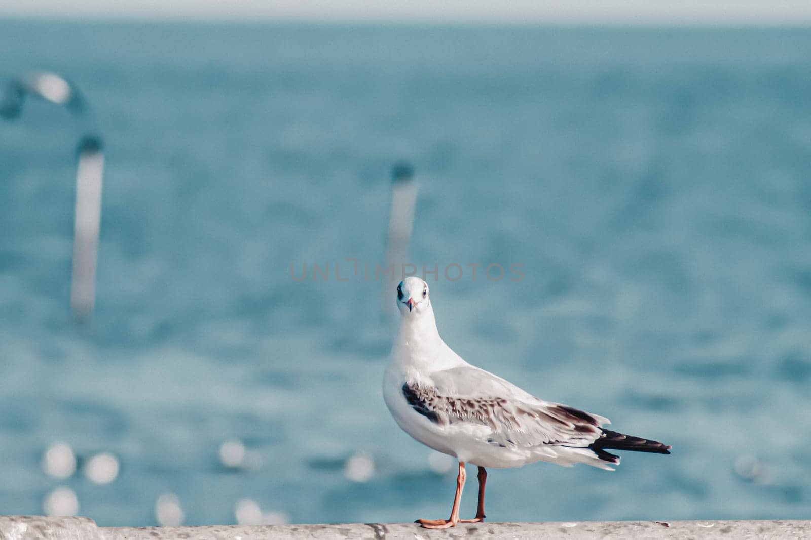 Seagull flight, Sea Bird Flying Through Blue Sky Blue sea white bright tone nature can retreat your day from everyday life living travel seascape blur blue tone background