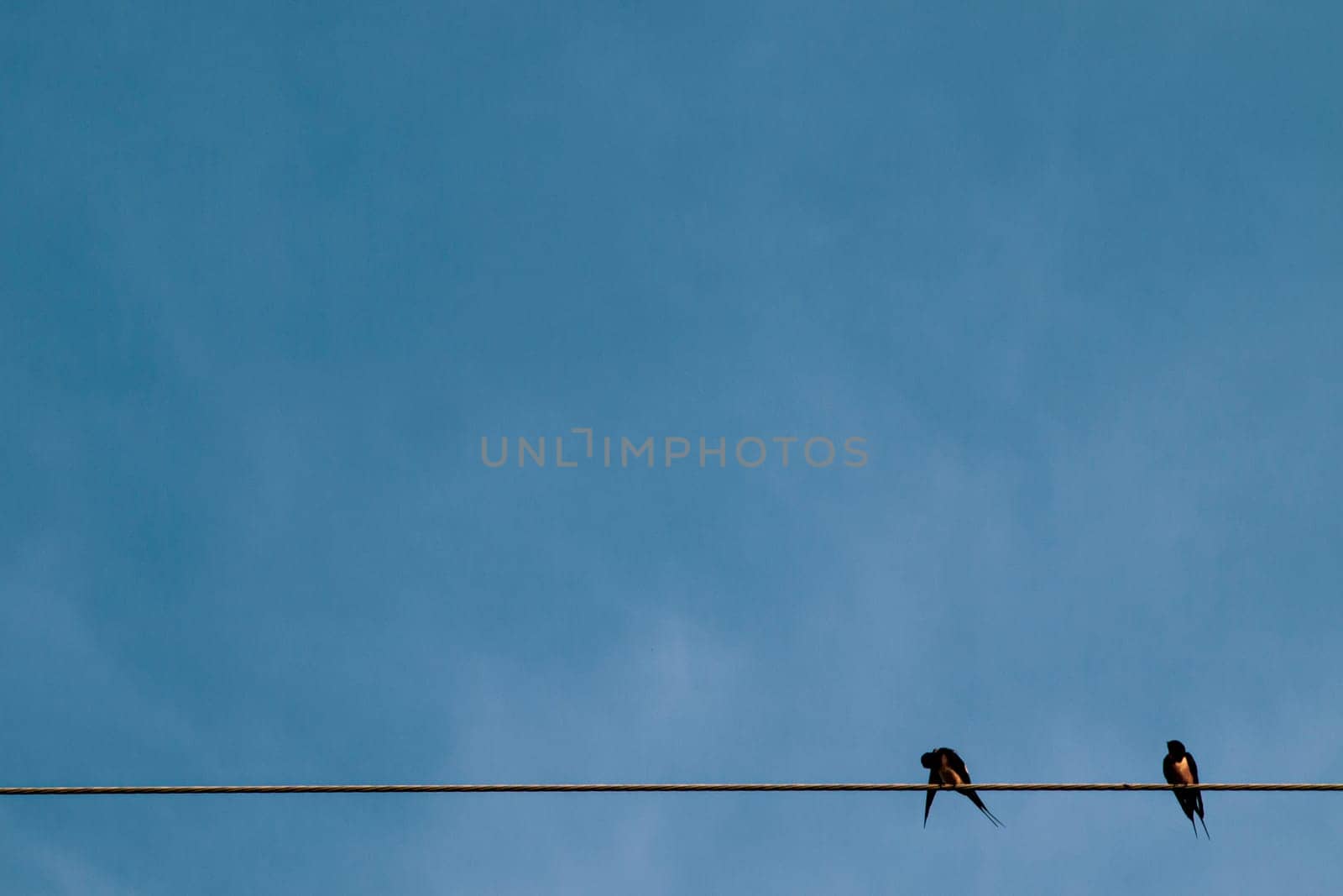 Silhouette a pair or couple of birds on electricity power lines. Clear sky in sunrise or sunset lighting background