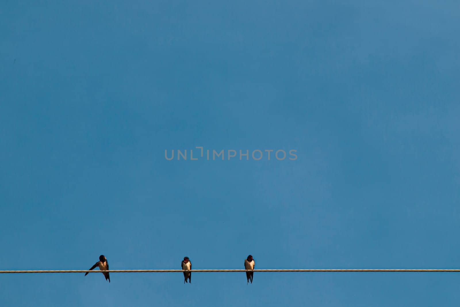 Silhouette a pair or couple of birds on electricity power lines. Clear sky in sunrise or sunset lighting background