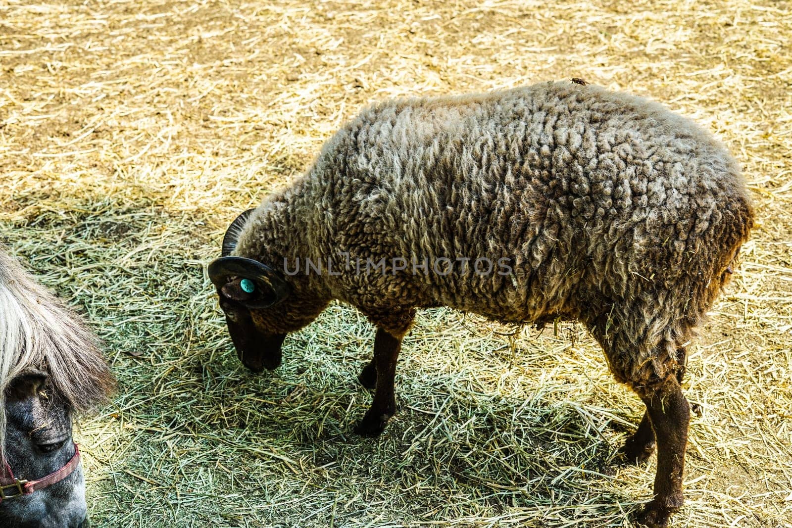 Image of sheep (sheep). Shooting Location: Yokohama-city kanagawa prefecture