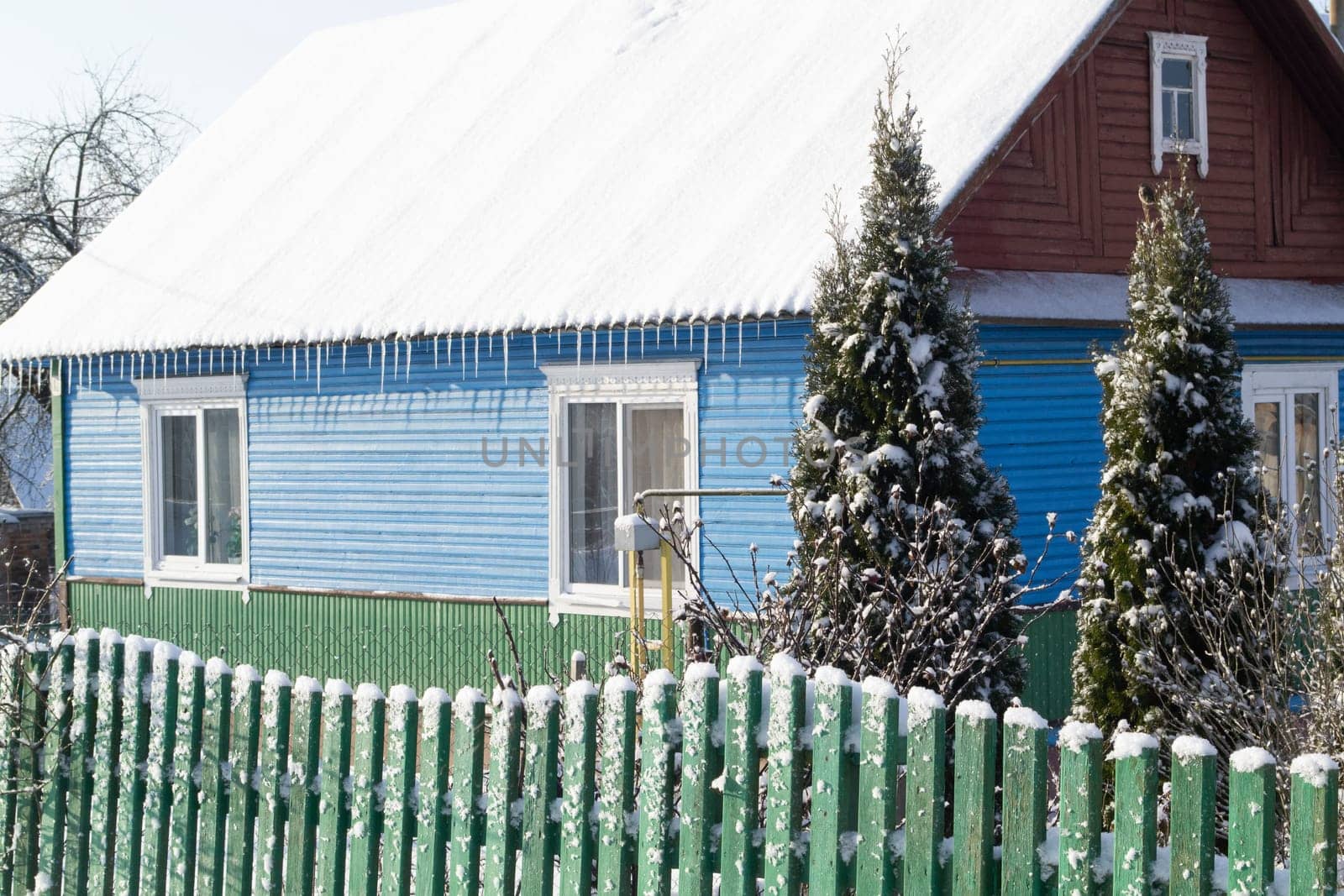 Old wooden house in the belarussian village. Wooden house with a fence made of planks with green spruce in winter.