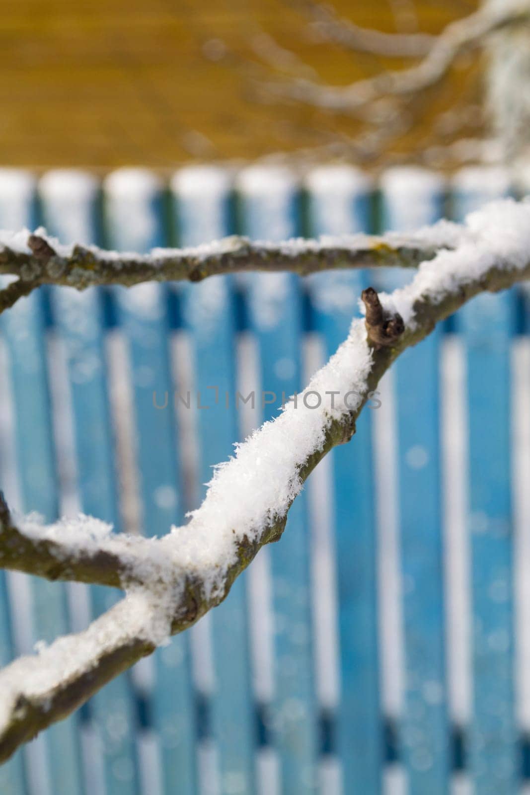 Colorful fence with branches covered with snow. Vertical image