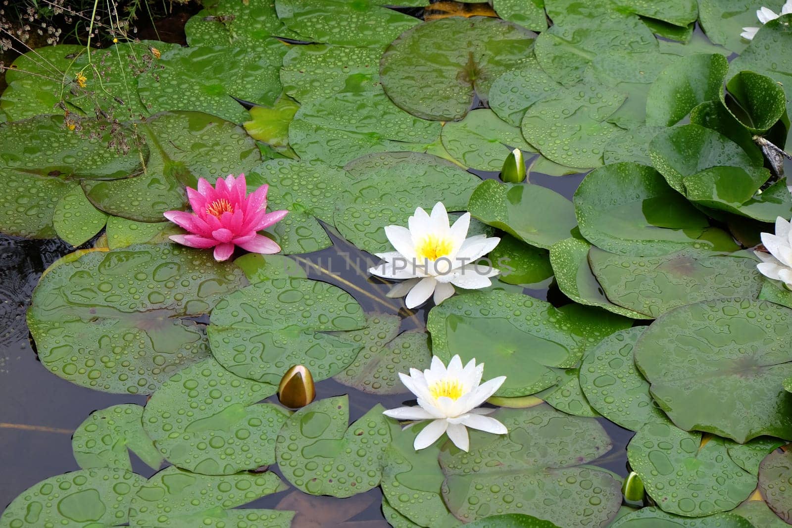 Beautiful Waterlily on pound in park