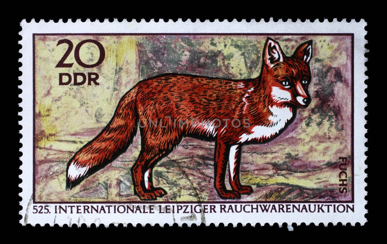 Stamp printed in GDR shows Red Fox, Vulpes Vulpes, 525th International Fur Auctions, Leipzig, circa 1970
