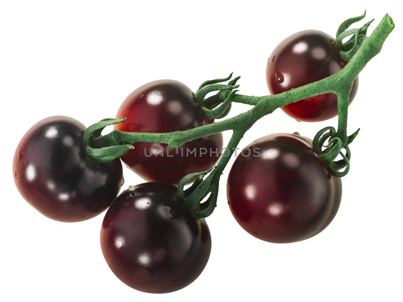 Cluster of Indigo Rose heirloom tomatoes on the vine, isolated