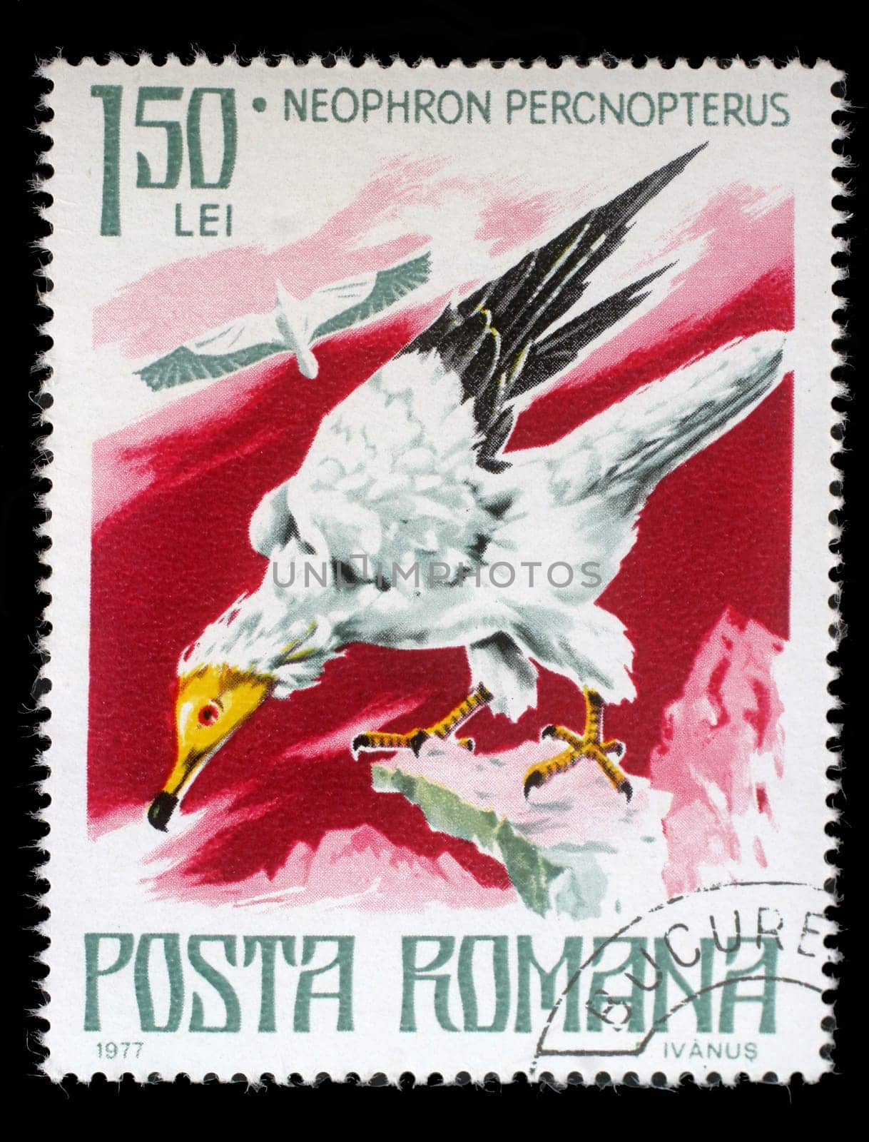 Stamp printed by Romania, show Egyptian vulture, circa 1977.
