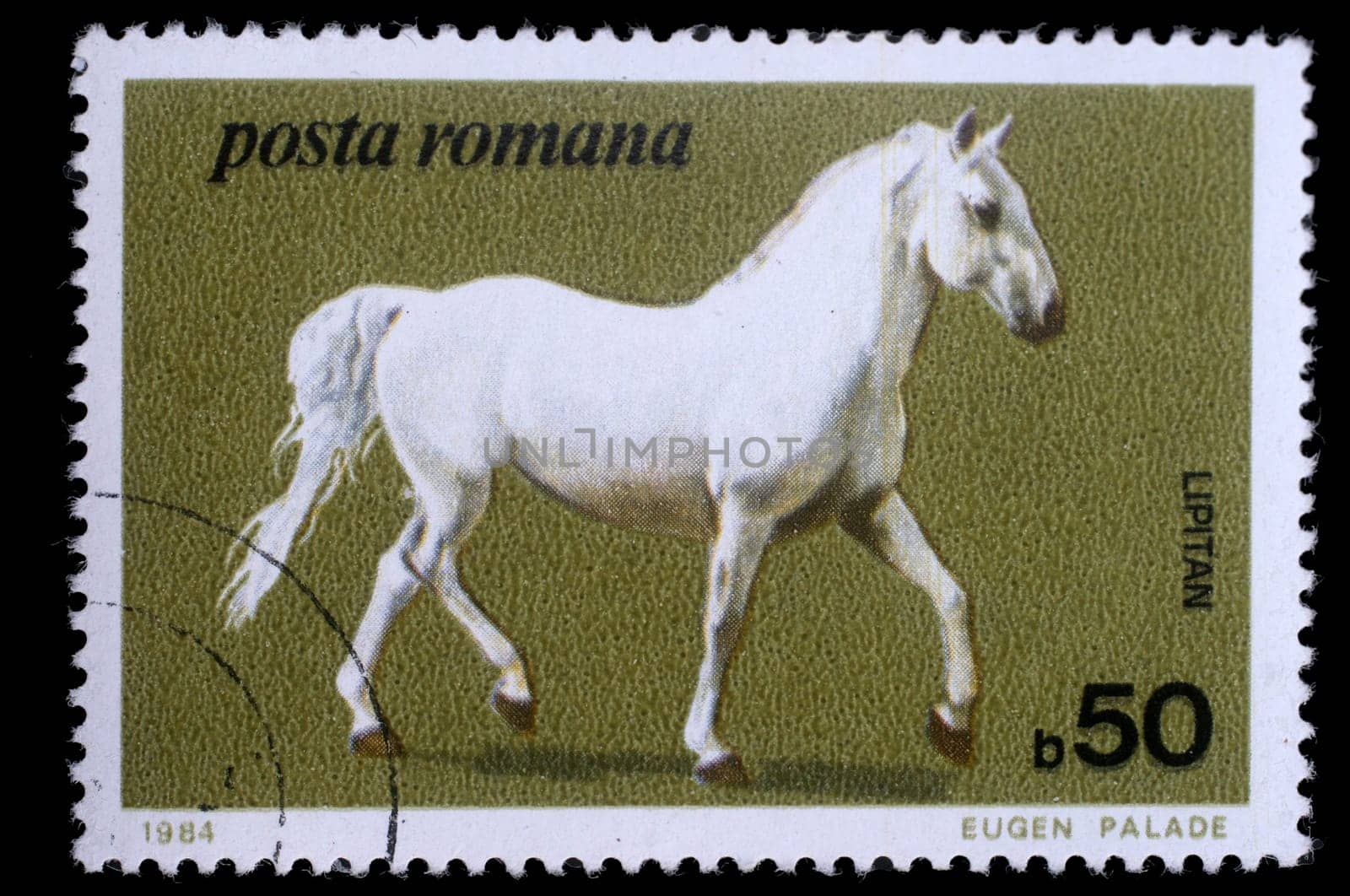 Stamp printed by Romania, show horse, circa 1984.