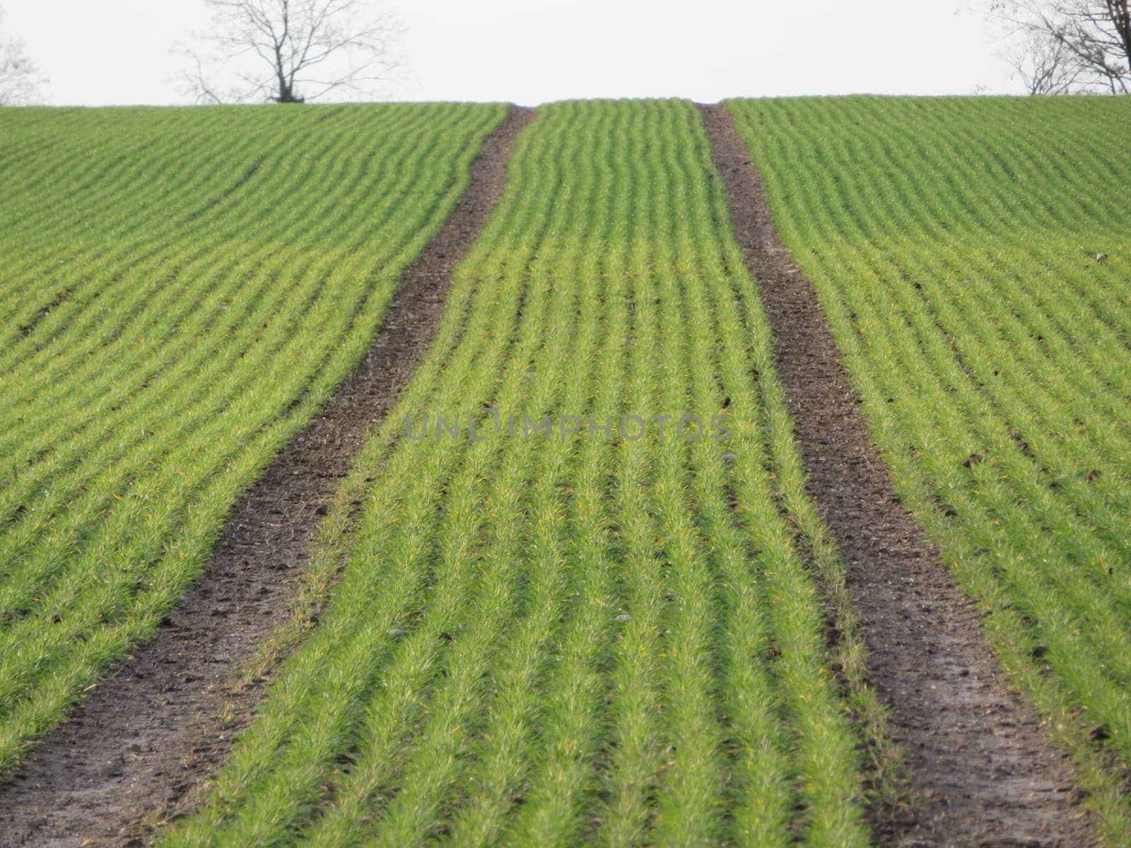 beautiful natural plantation aligned field organized green