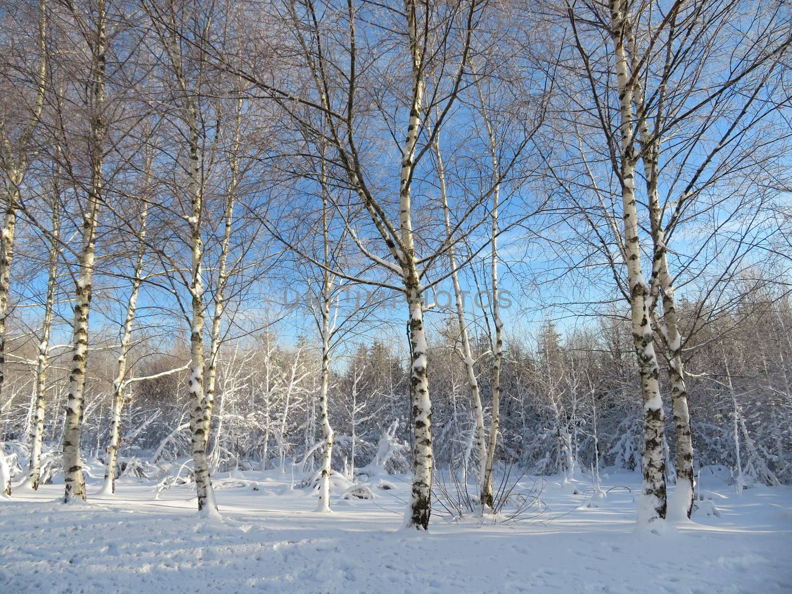 snow white cold winter beautiful ice cream trees landscape