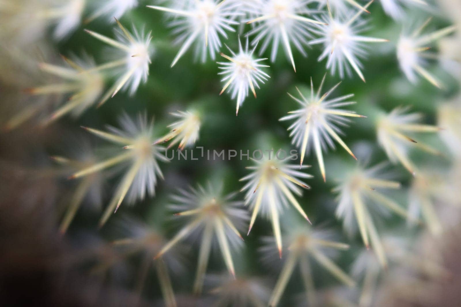 beautiful cactus with skewers for your pain defense protection