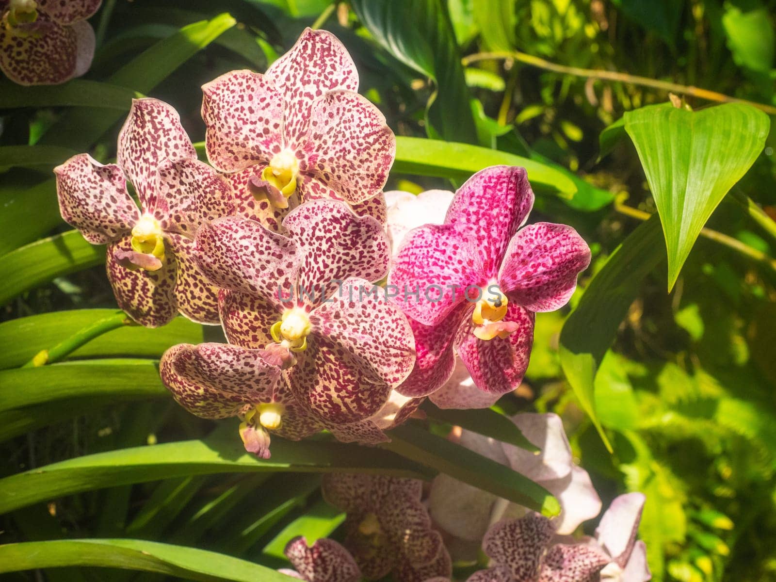 Phalaenopsis is a genus of approximately 60 species of orchids (family Orchidaceae). The abbreviation in the horticultural trade is Phal.