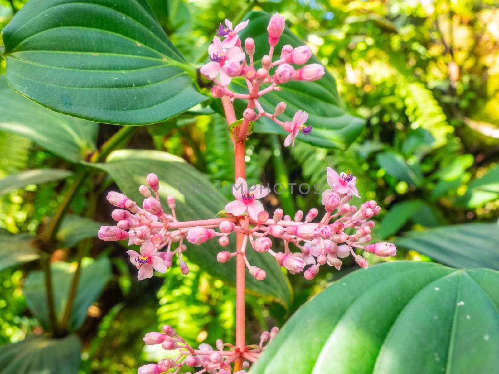 Chandelier tree (Medinilla cummingii), often spelled Medinilla cumingii, is a species of flowering plants in the family Melastomataceae, native to mossy forest of the Philippines at 700–1000 m altitude. It is a small shrub, 1–2 m in height, with ternate or quaternate leaves, and many-flowered, pendant panicles up to 25 cm long. Fruits are 5–7 mm in diameter, pink to purplish to bluish-black when ripe.