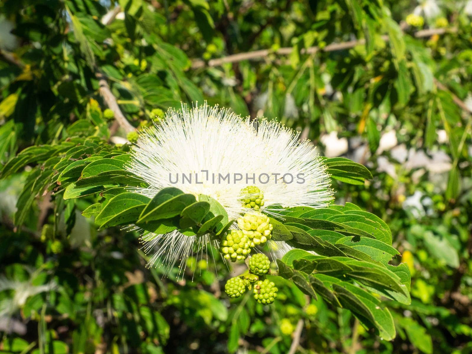 Powder puff tree (Calliandra haematocephala) is a species of flowering plants of the genus Calliandra in the family Fabaceae.