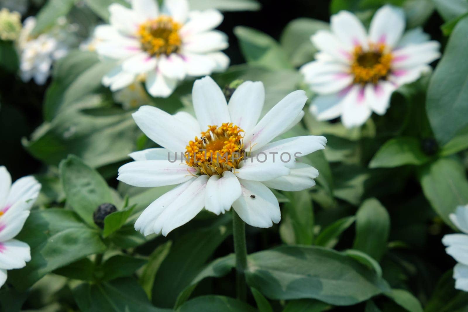 Flowers exposed on Floraart, 51 international garden exhibition in Zagreb