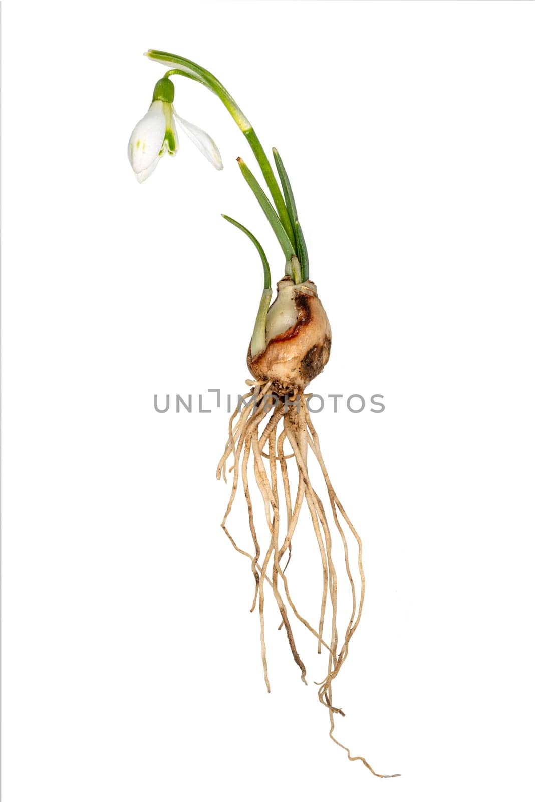 Complete single snowdrop with flower, leaves, roots and onion isolated on white