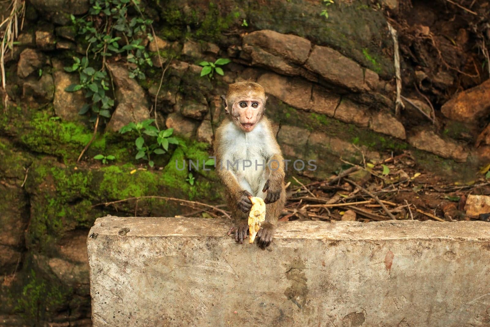 Toque macaque (Macaca sinica) baby, eating a banana from tourist. Ravana Falls, Sri Lanka.