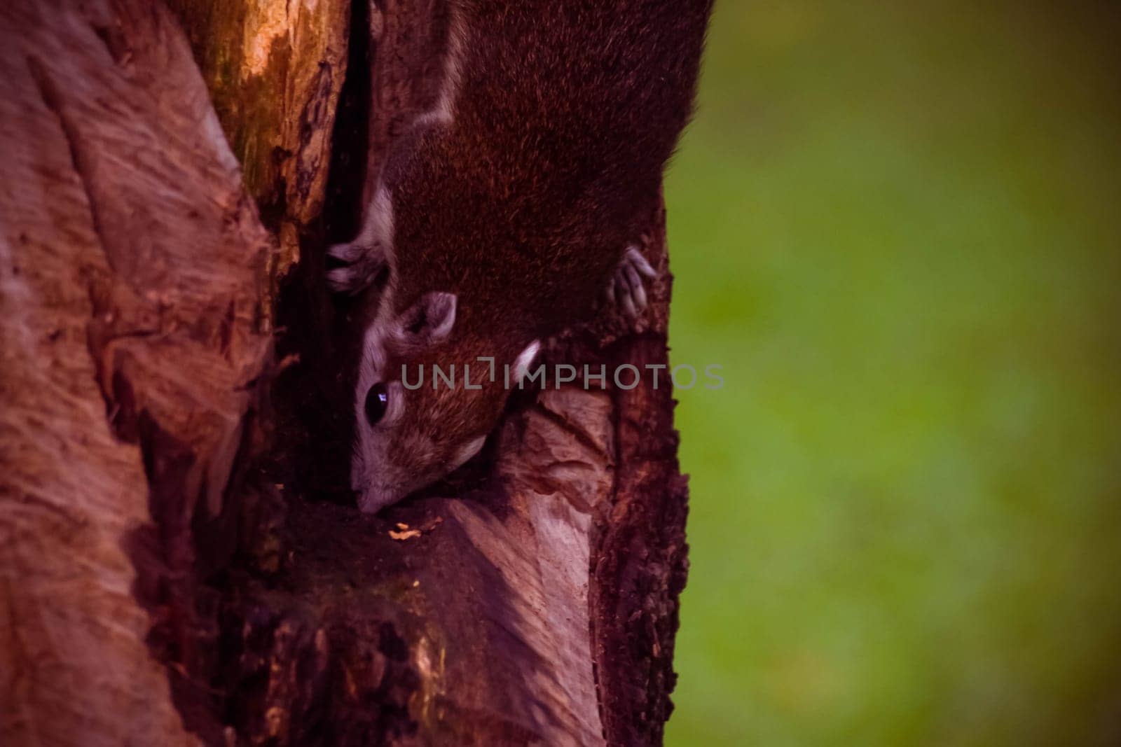 Squirrel cute adorable small animal going down by a tree in park. Wildlife Animals picture. Vintage tone