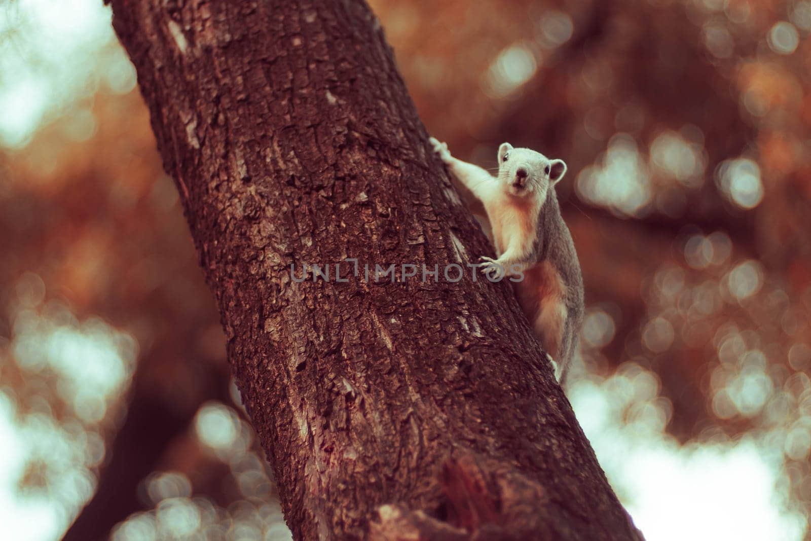 Squirrel cute adorable small animal going down by a tree in park. Wildlife Animals picture.