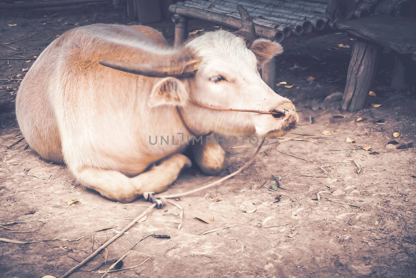 Detailed close-up of a white buffalo. Beautiful Buffalo is back horn tied with rope on ground