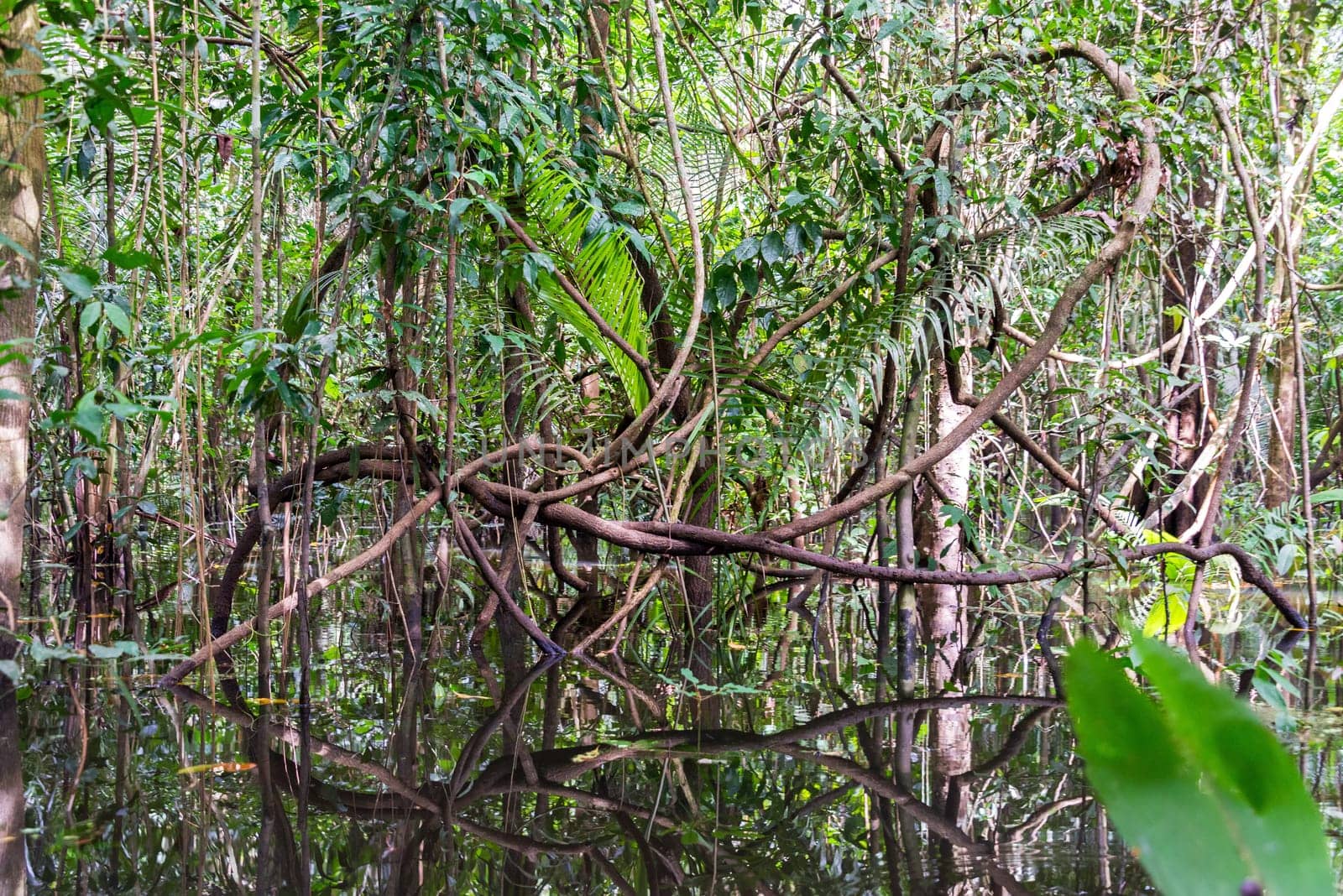 Jungles vines reflected in water in the Amazon rainforest near Iquitos, Peru