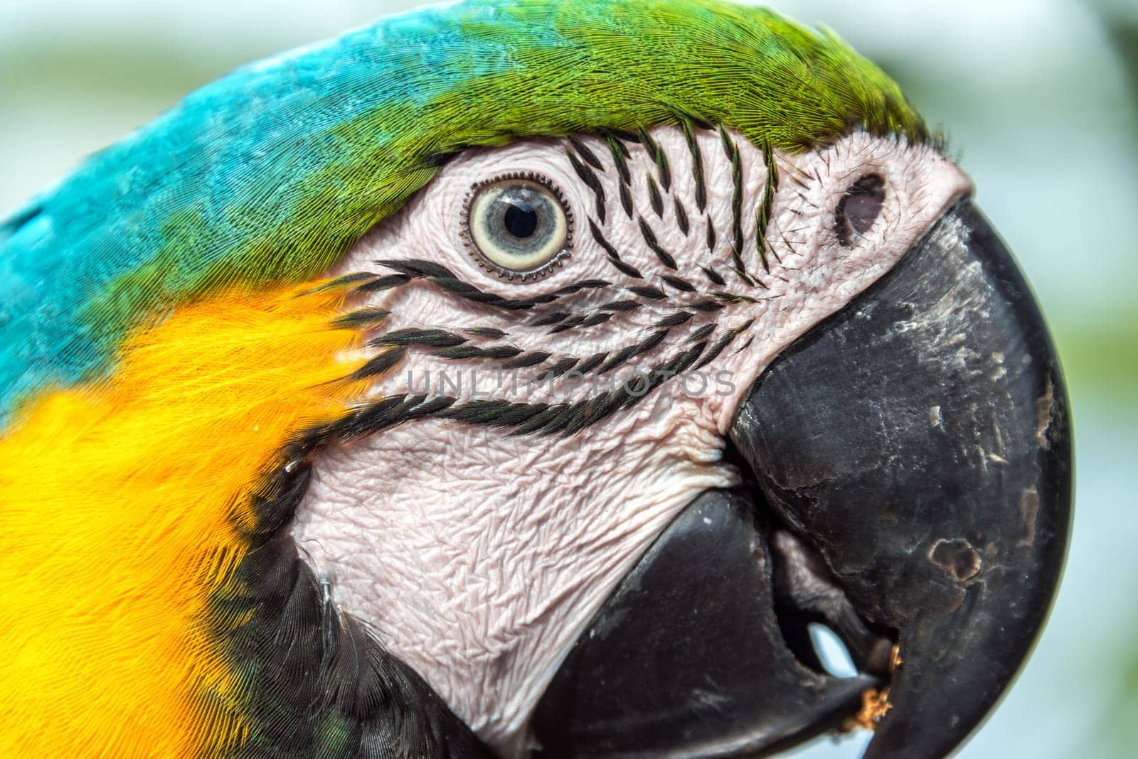 Closeup view of the face of a Blue and yellow Macaw in the Amazon rainforest of Brazil
