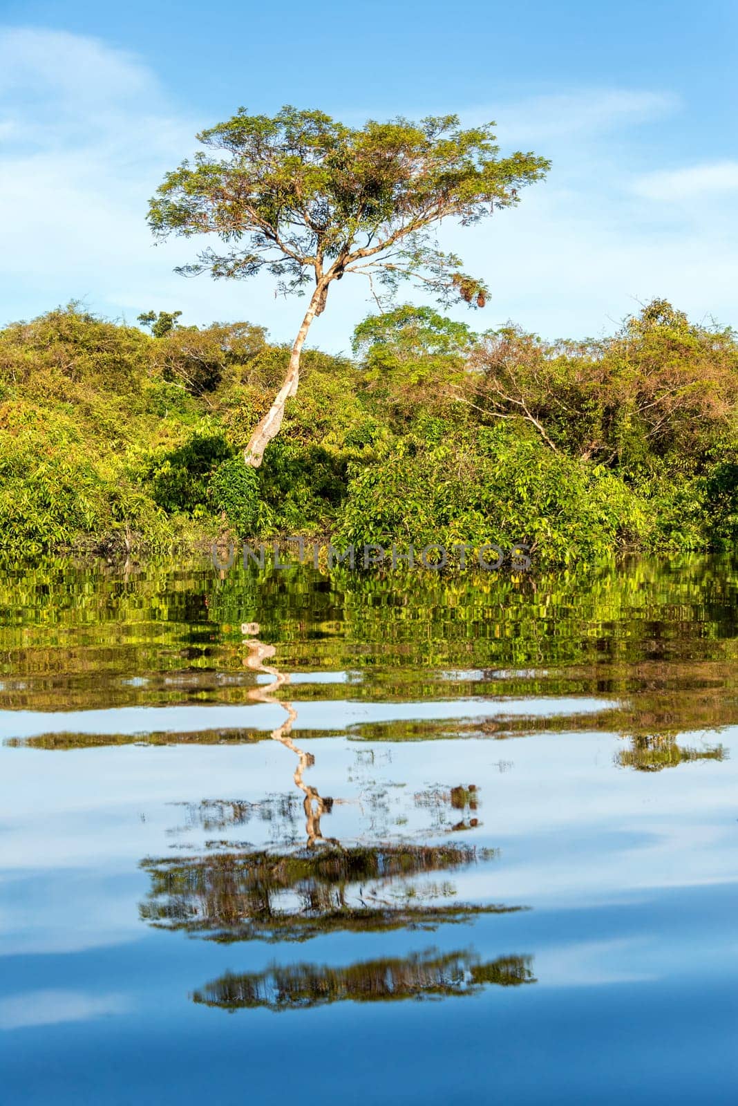 Tall tree reflected in the water of a river in the Brazilian Amazon Rainforest