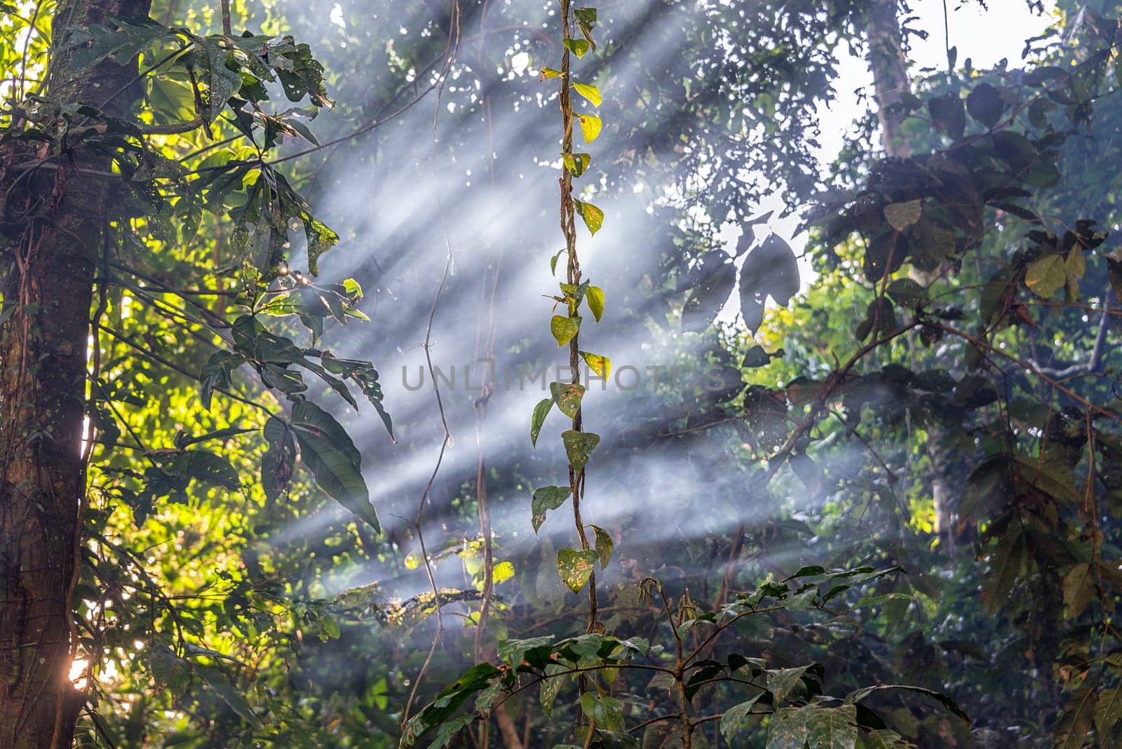 Beams of like passing through smoke in the Amazon Rainforest near Iquitos, Peru