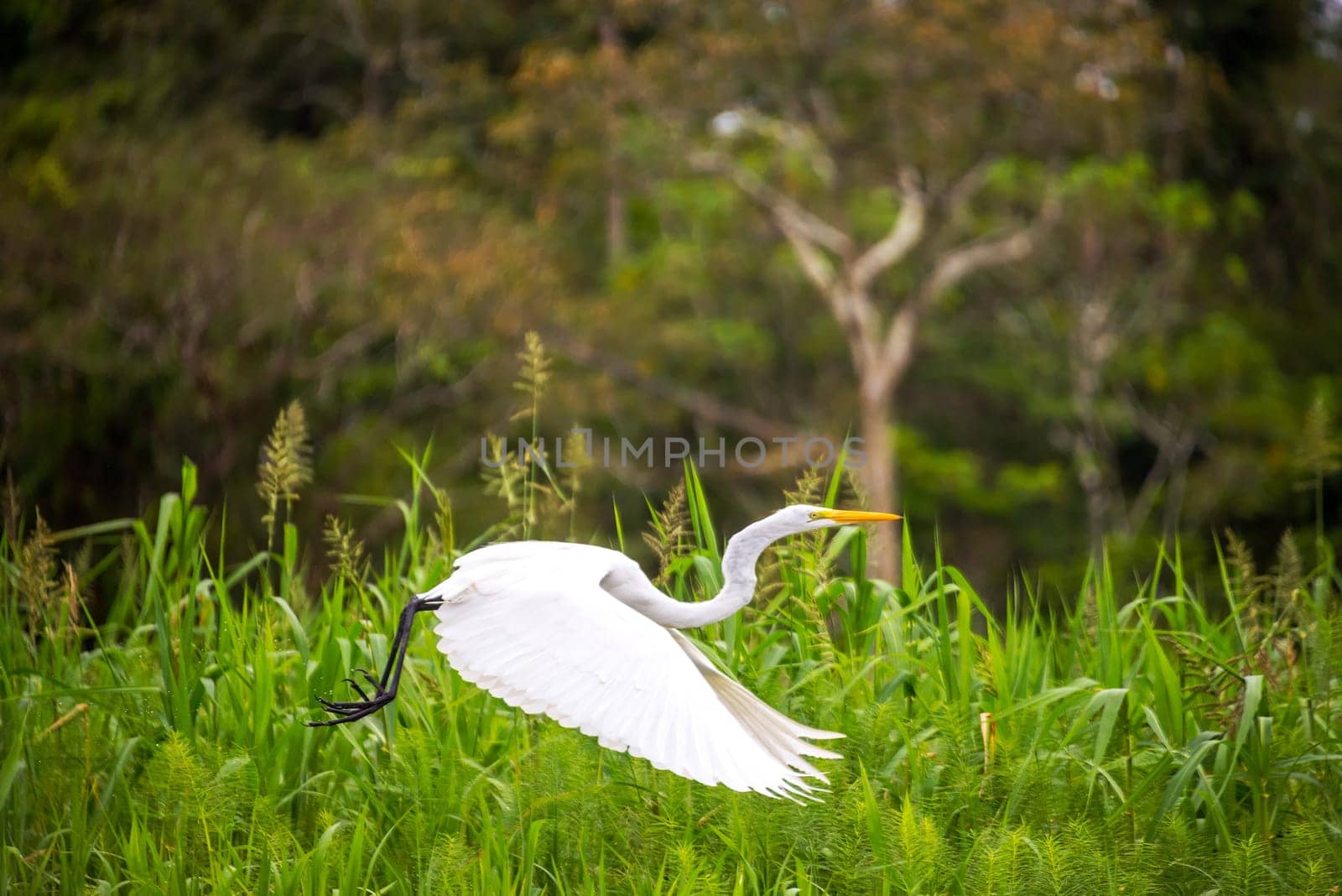View of a great white heron taking off in the Amazon rainforest in Peru