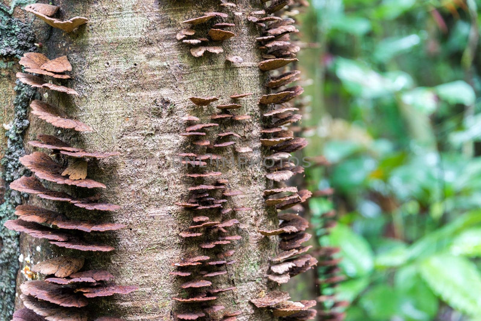 Brown mushrooms growing on the bark of a tree deep within the Amazon Rainforest in Brazil