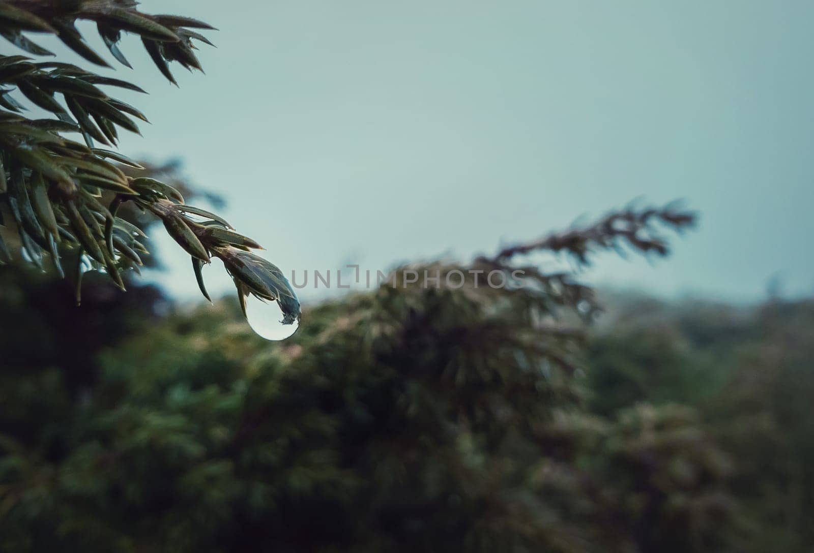 Closeup of dew raindrops hang on coniferous bush branches. Water drop dripping off a fir needle. Rainy spring day in the evergreen forest. Cold misty background.