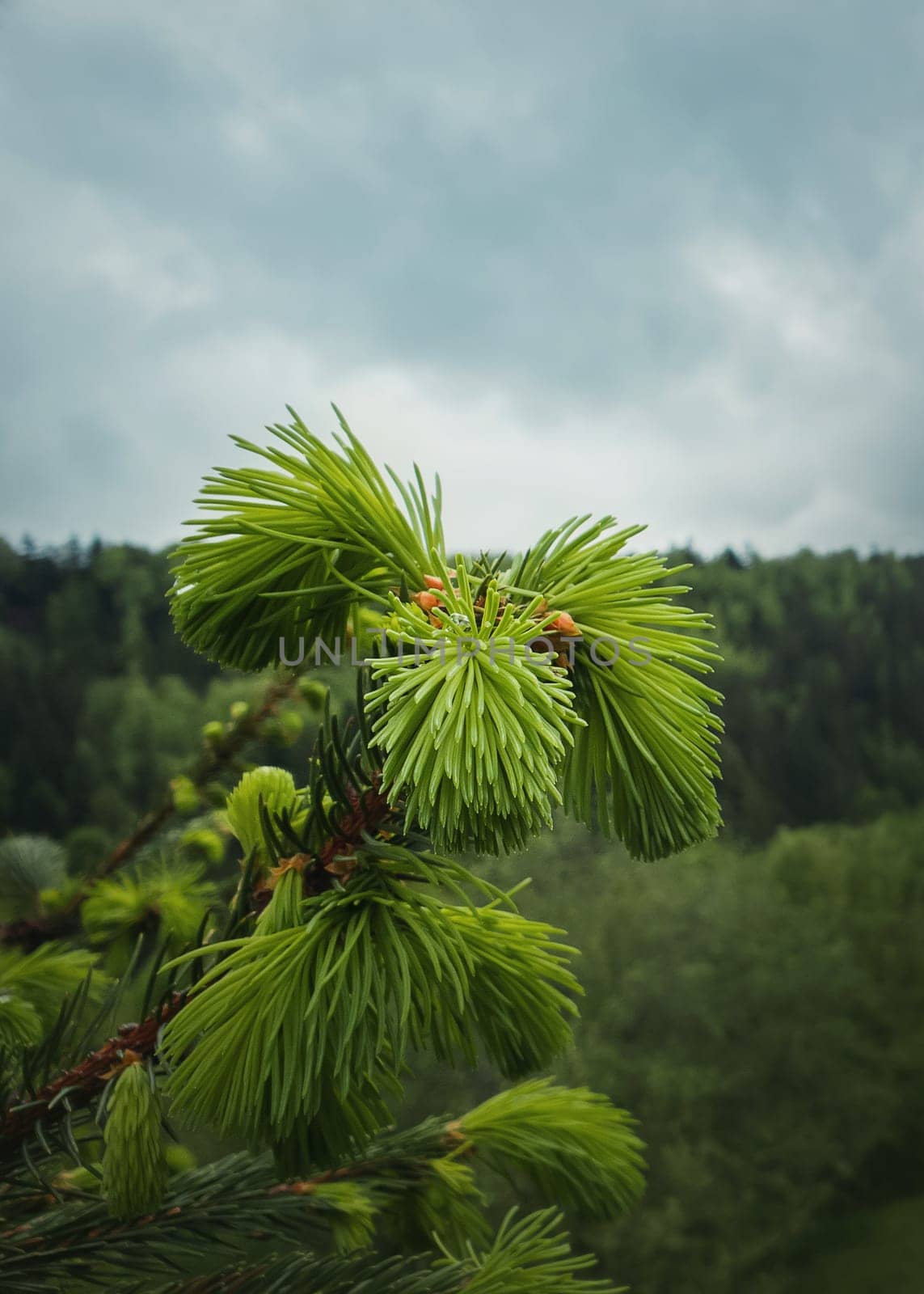 Close up of new buds and acorns on coniferous branches. Young fir tree sprouts growing up as spring is coming in the mountains. Seasonal background with green forest on the hills.