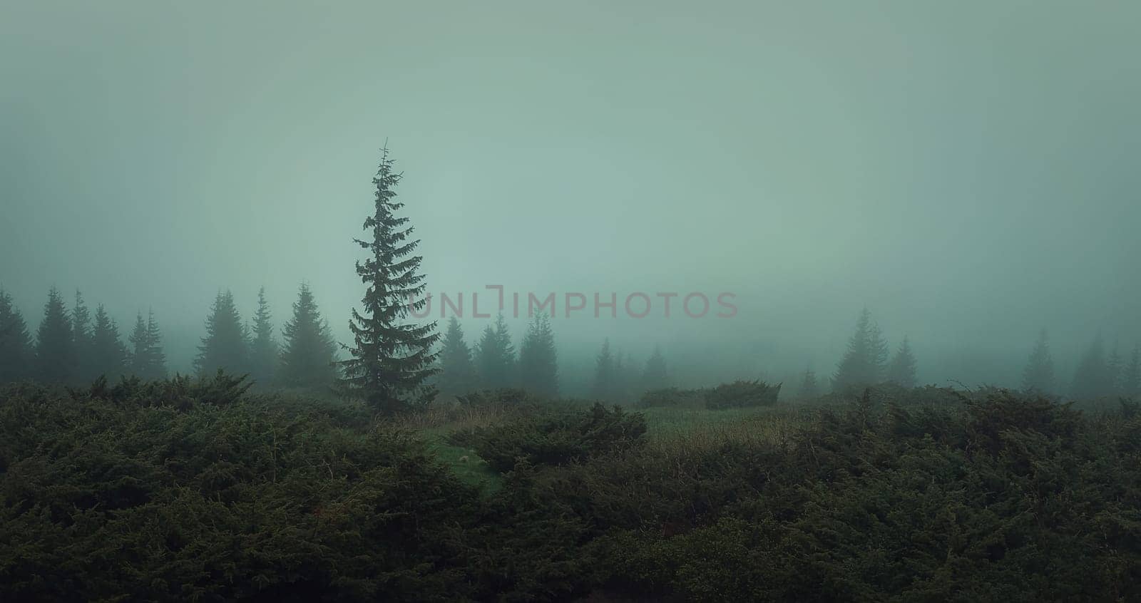 Spring weather in the Carpathians Mountains. Moody seasonal fir forest, panoramic landscape, gloomy and foggy environment. Misty coniferous woods atmosphere. Haze on the hill, no visibility.