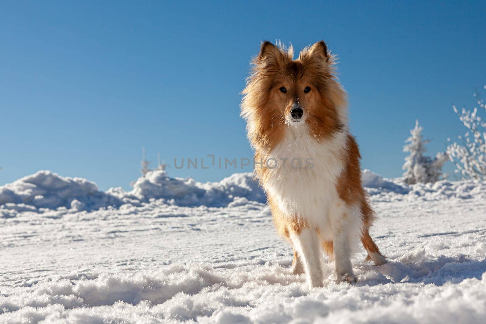 Healthy purebred dog photographed outdoors in the nature on a sunny day in winter. High quality photo